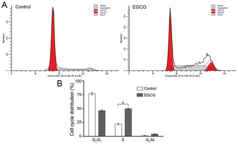 Egcg Treatment Arrests Smmc Cells At S Phase A Smmc Cells