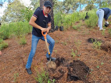 Siembran M S De Mil Rboles En Lerma Son M S De Mil Plantados