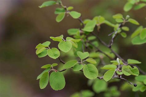 How to Grow and Care for Saskatoon Serviceberry