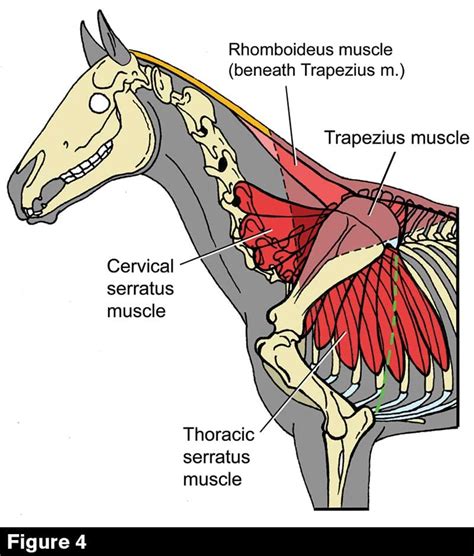 Most Muscular Horse