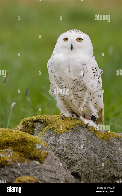 Snowy Owl Bubo Scandiacus Stock Photo Alamy