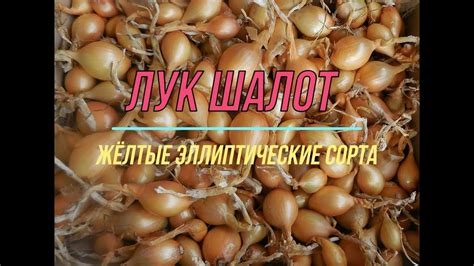 Сортотипы лука шалота. Желтые эллипсовидные - YouTube
