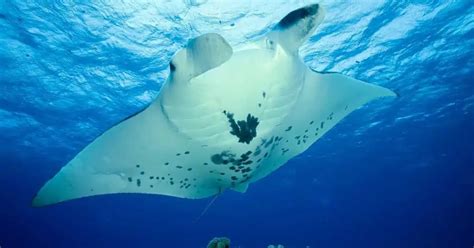 Manta Ray Behavior - AnimalBehaviorCorner