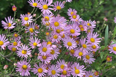 How To Grow And Care For Painted Daisies