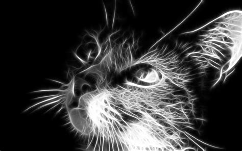 Fondos De Pantalla Gato Monocromo Bigotes Fractalius Oscuridad