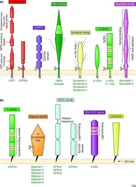 Cell Surface Co Receptors Emerging Roles In Signaling And Human