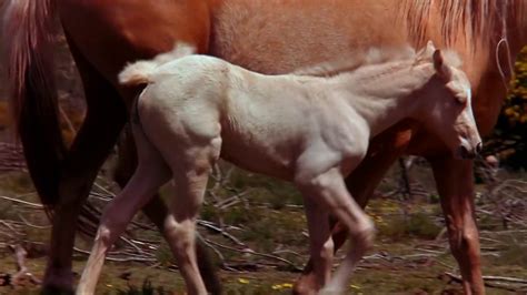 The Lonely Shepherd Der Einsame Hirte Leo Rojas ETERNAL LIFE BIRTH