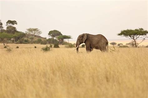 Zunguka Africa Safaris Nairobi Lo Que Se Debe Saber Antes De Viajar Tripadvisor