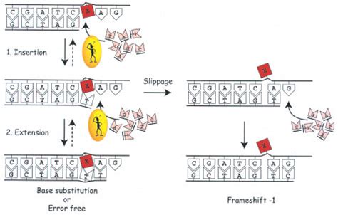 Basic Steps In Translesion Synthesis Tls The Dna Template Contains A