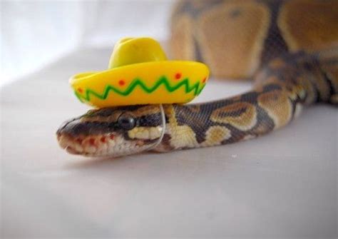 Ten Cute Snakes Wearing Tiny Hats That Make Them Less Frightening