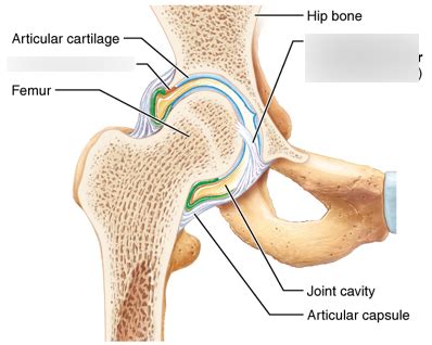 Articulations Of The Hip Joint Diagram Quizlet