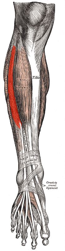 Extensor Digitorum Longus Physiopedia