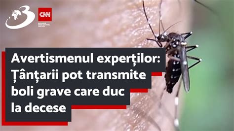 Avertismenul experților Țânțarii pot transmite boli grave care duc la