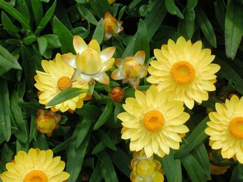 Bracteantha Sundaze Golden Yellow - Annual Flower Research at Bluegrass ...