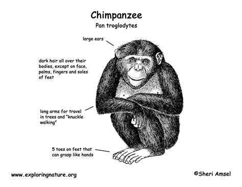 Chimpanzee