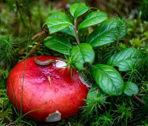 Mushroom Russula Slug Free Photo On Pixabay