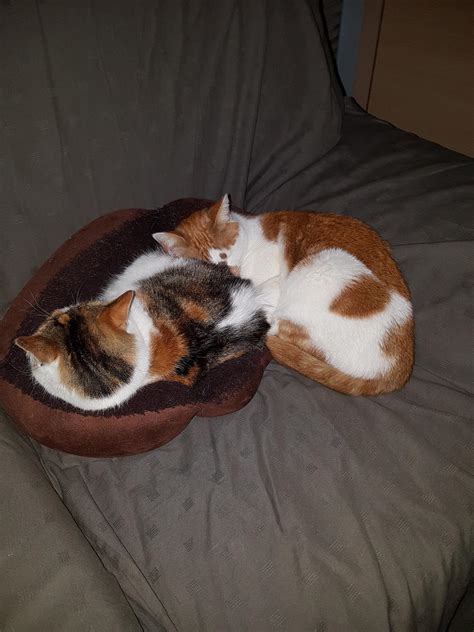 When you both can't sit in the same spot : r/aww