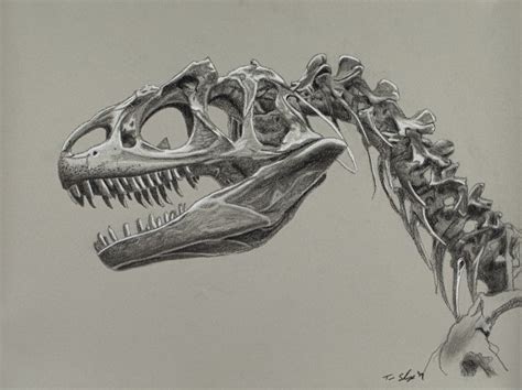 T Rex Skeleton Drawing