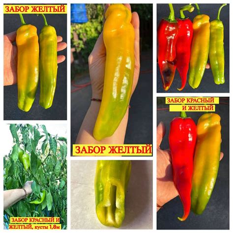 ЗАБОР ЖЕЛТЫЙ (FENCE YELLOW) - высокорослый желтый перец