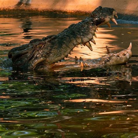 Feeding time for crocs at Billabong Sanctuary! . . #billabongsanctuary ...