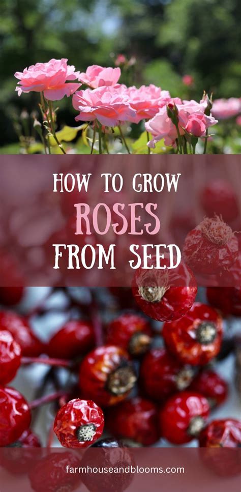 How To Grow Roses From Seed Growing Roses Rose Seeds Planting Roses