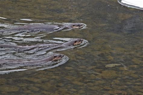 Photographer Captures River Otter Trio Hunting In Pennsylvania Stream