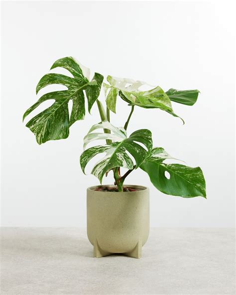 Monstera Deliciosa Variegated L Gatenplant Online Kopen PLNTS