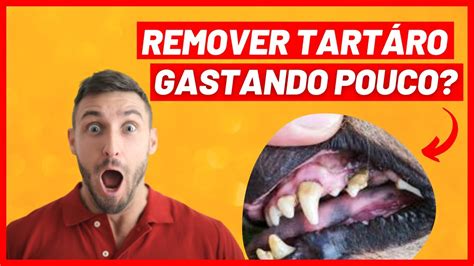 Como Tirar T Rtaro De Cachorro E Acabar O Mau H Lito Youtube