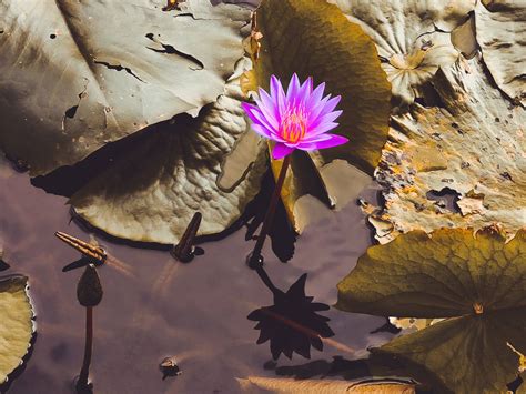 Top 999+ Lotus Flower Wallpaper Full HD, 4K Free to Use