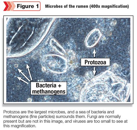 Reducing waste by rumen microbes - | Ag Proud