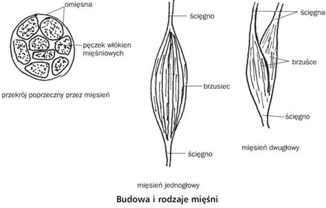 Ruch układ mięśniowy człowieka Biologia Opracowania pl