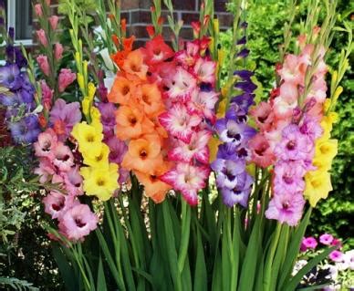 Fun Facts about the August Birth Flower: Gladiolus - Casas Flowers Blog