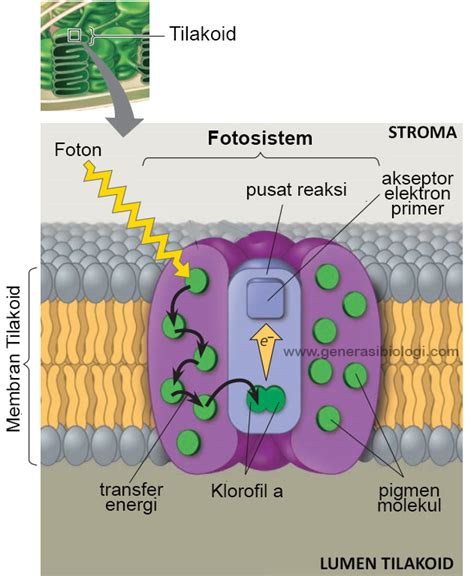 Proses Fotosintesis Dan Cara Mudah Menghafalkannya Generasi Biologi