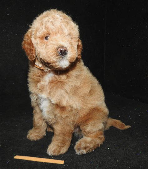Murphy-2025 - Dog Gone Doodles