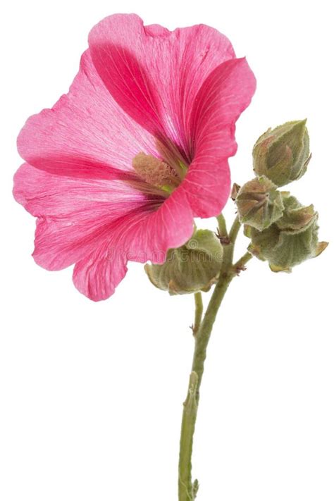 Flower Of Mallow Isolated On White Background Stock Photo Image Of