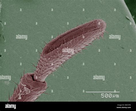 Coloured SEM of American cockroach mouthparts Stock Photo - Alamy