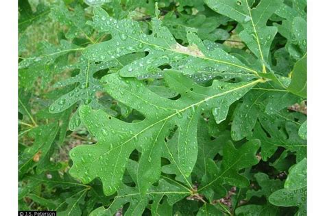 White Oak — A Majestic Native Species Piedmont Master Gardeners