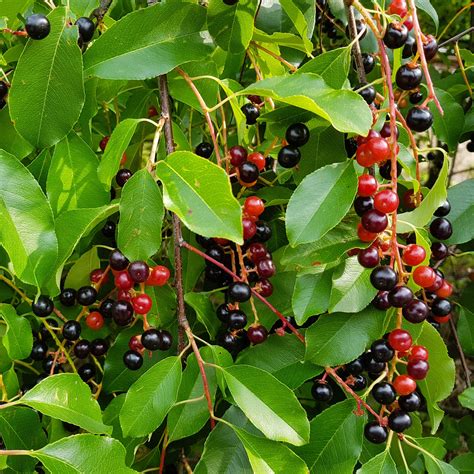 Black Cherry Tree – Green Thumbs Garden