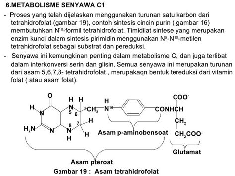 Metabolisme Nitrogen