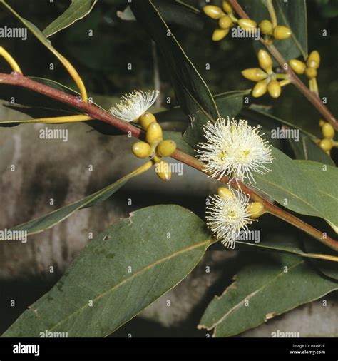 Eucalyptus Eucalyptus Globulus Labill Leaves Buds Blossoms Close Up