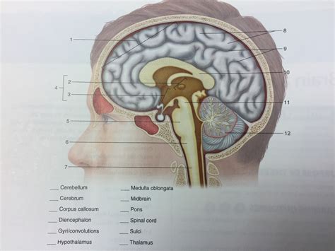 Nervous System Lab Exam Figure Diagram Quizlet