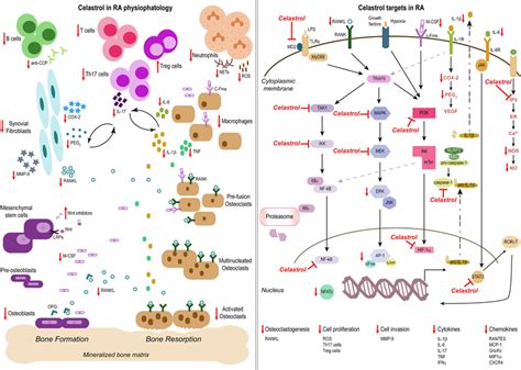 Celastrol In The Treatment Of Rheumatoid Arthritis RA Schemes