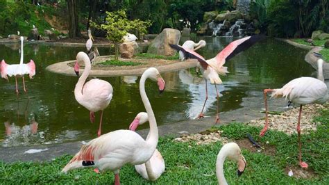 Kuala Lumpur Bird Park Kuala Lumpur Visaliv