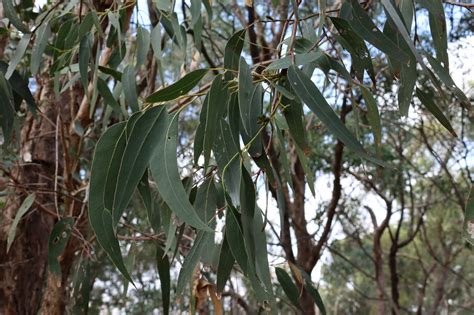 Eucalyptus Goniocalyx Subsp Goniocalyx