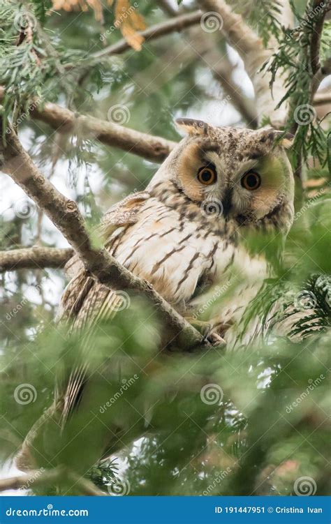 Long Eared Owl Asio Otus Hiding In Green Fir Trees Stock Image