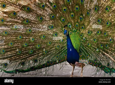 Male Indian Peafowl Pavo Cristatus Displaying His Tail Stock Photo