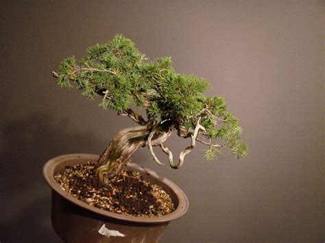 Small Juniperus Sabina 2010