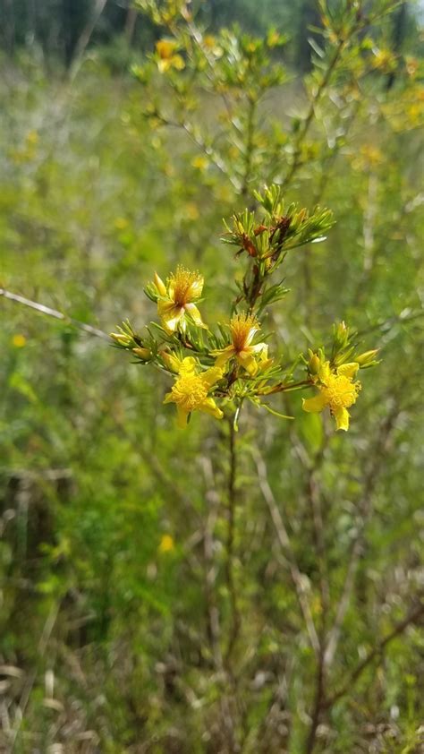 Peelbark St John S Wort From Green Swamp Wilderness Preserve Florida