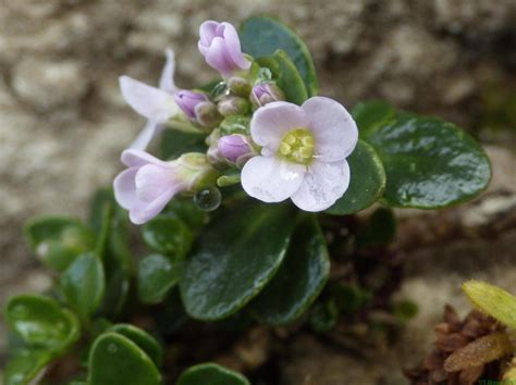 unbek Kreuzblüter Pflanze unbestimmt Plantae indet Flickr