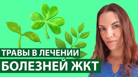 ТРАВЫ В ЛЕЧЕНИИ ПАНКРЕАТИТА И ДРУГИХ БОЛЕЗНЕЙ ЖКТ - YouTube